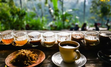 Kopi Luwak Taster, Coffee Luwak Plantation, kopi luwak