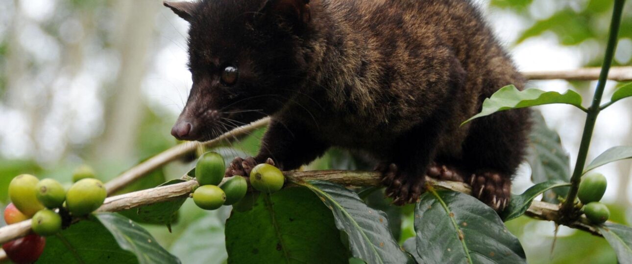 Animal Luwak Coffee