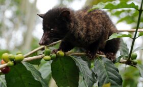 Animal Luwak Coffee