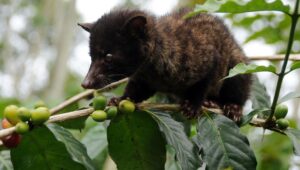 Animal Luwak Coffee