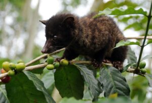 Animal Luwak Coffee