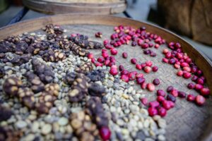 Bali Coffee Been