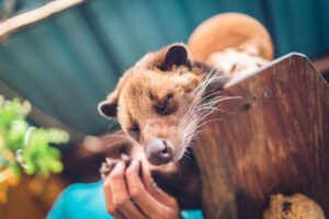 Luwak Coffee Animal