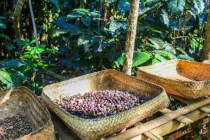 Luwak Coffee Ingredient
