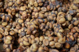 Poo Luwak Coffee