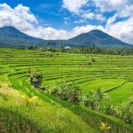 Jatiluwih Rice Terrace World Heritage, Bali Jatiluwih Tour