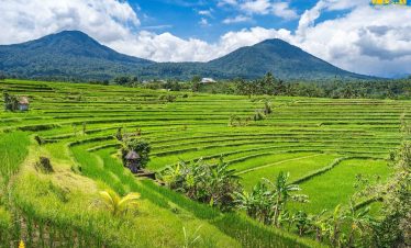 Jatiluwih Rice Terrace World Heritage, Bali Jatiluwih Tour
