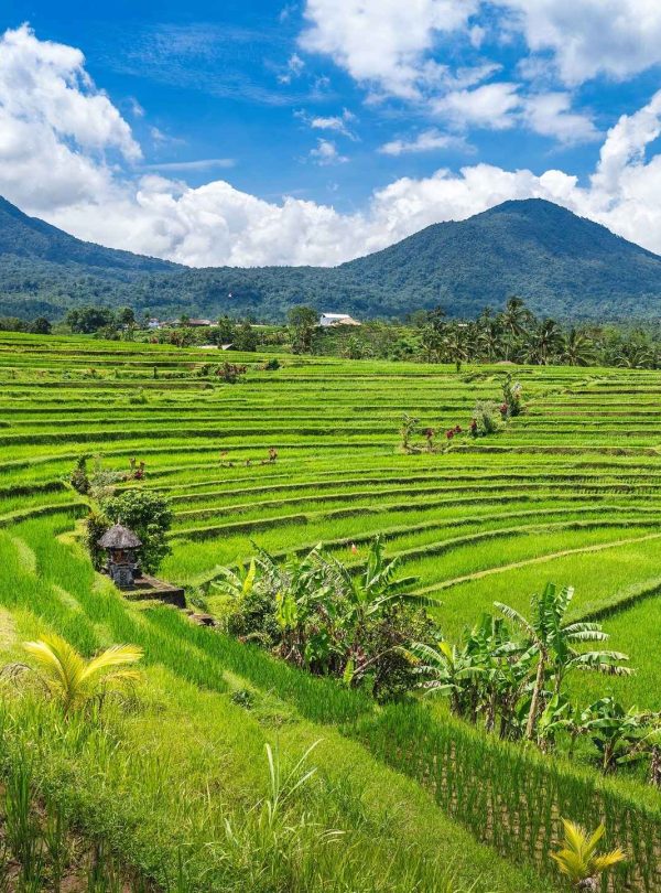 Jatiluwih Rice Terrace World Heritage, Bali Jatiluwih Tour
