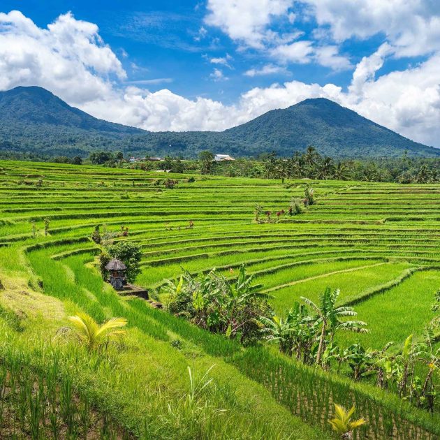 Jatiluwih Rice Terrace World Heritage, Bali Jatiluwih Tour