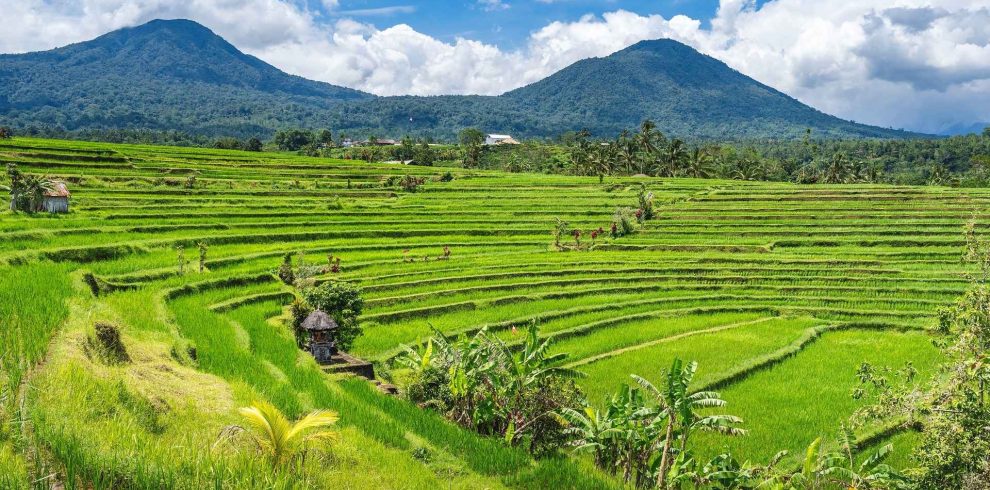 Jatiluwih Rice Terrace World Heritage, Bali Jatiluwih Tour