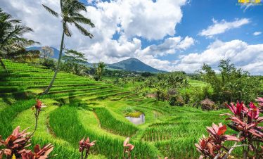 Jatiluwih World Heritage Rice Terrace, Bali Jatiluwih Tour