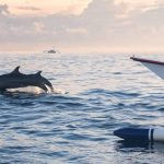 Lovina Beach Dolphin Show