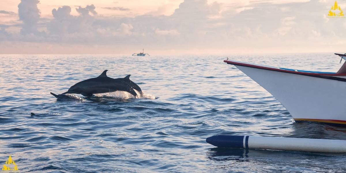 Lovina Beach Dolphin Show
