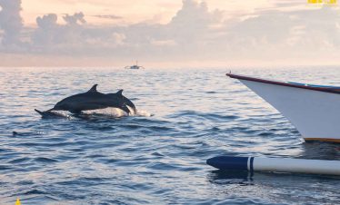 Bali Singaraja Tour, Lovina Dolphin Show, Bali Lovina Tour