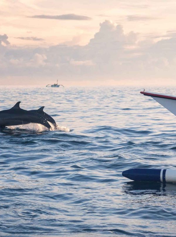 Bali Singaraja Tour, Lovina Dolphin Show, Bali Lovina Tour