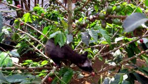 Luwak Coffee Plantation, kopi luwak, coffee plantation