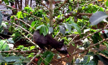 Luwak Coffee Plantation, kop[i luwak, coffee plantation