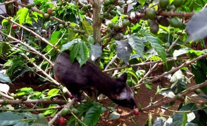 Luwak Coffee Plantation