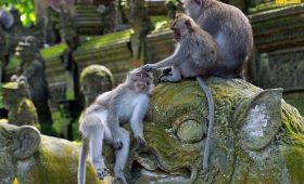 Monkey Forest Ubud