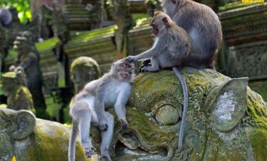 Monkey Forest Ubud
