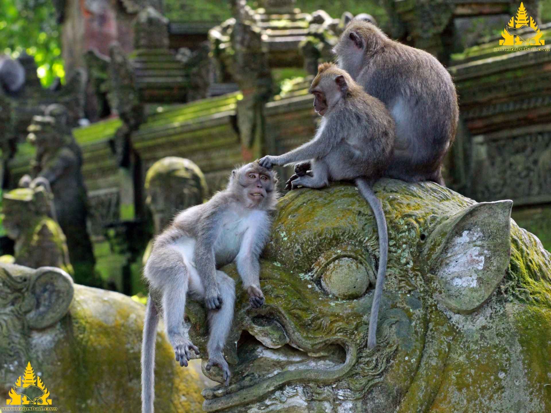 Monkey Forest Ubud