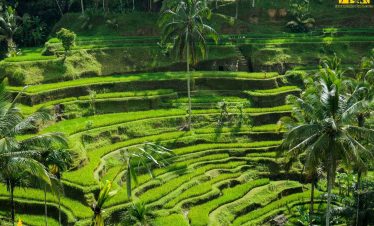 Rice Terrace Tegalalang