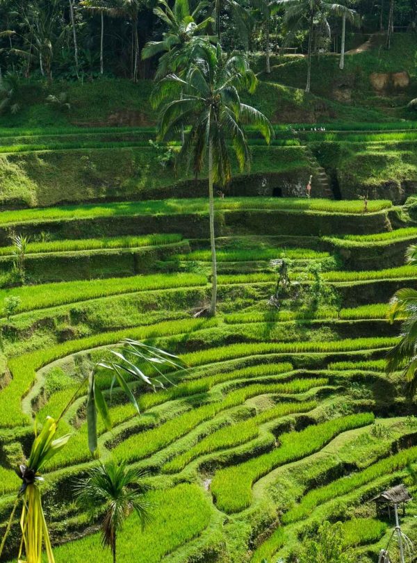 Rice Terrace Tegalalang